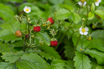 Berries of wild fragaria in forest, natural green background
