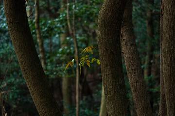山の中