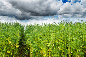Hemp field in the countryside in cloudy sky background, farmer growing cannabis plants, agriculture concept