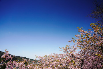 寒緋桜咲く