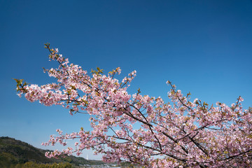 寒緋桜咲く