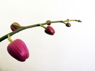 orchid stem with flower buds against white background