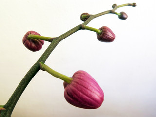 orchid stem with flower buds against white background