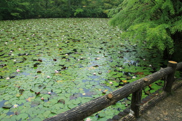 神戸市立森林植物園：長谷池の睡蓮