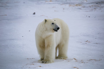 Naklejka na ściany i meble Niedźwiedź polarny, południowy Spitsbergen, Hornsund