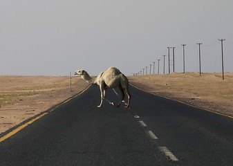 Camel crossing road in the desert and telegraph poles on the side