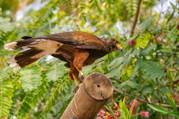Harris's hawk (Parabuteo unicinctus), on a wooden log, with locator antenna on tail