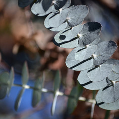 Ornamental decorative blue grey foliage of the Australian native Silver Drop Eucalyptus, Eucalyptus gunnii, family Myrtaceae. Endemic to Tasmania. Also known as the Cider Gum or Silver Dollar.