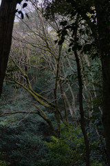 Obraz premium 山林