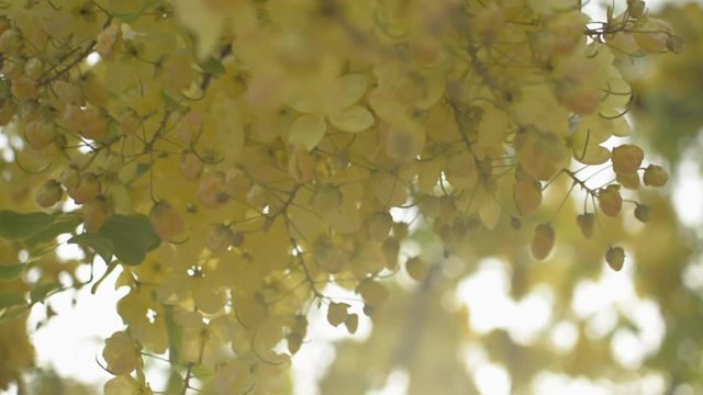 Close up of Indian laburnum flower or Golden shower flower are blooming on its tree in summer season. Bouquet of tropical yellow flower are swaying on branch of the tree. Slow motion.