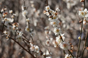 梅の花