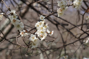 梅の花