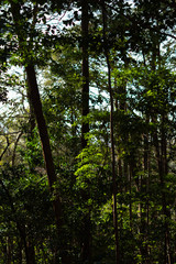 Fototapeta premium 山林