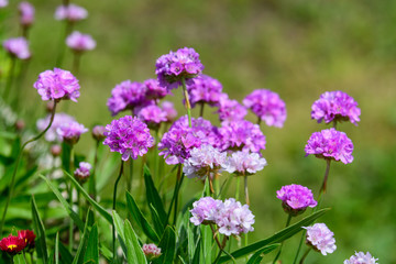 Close up of small vivid pink flowers of Armeria maritima plant, commonly known as thrift, sea thrift or sea pink on a seaside in a sunny summer day in Scotland, beautiful outdoor floral background