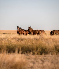 Дикие лошади
