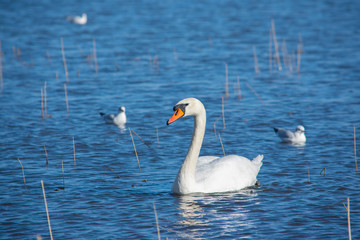 Beautiful white mute swan (Cygnus olor) swimming in blue water with birds in background