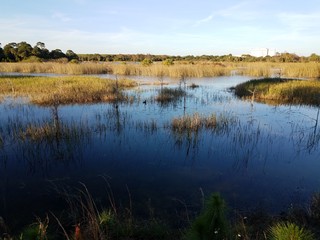 lake or river water with grasses and plants in Florida