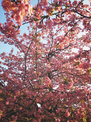 Cherry blossoms in full bloom in the park.