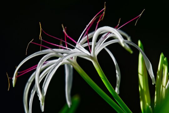 flower of a Crinum asiaticum ,spider lily