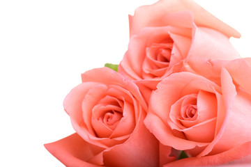 Fototapeta na wymiar orange rose flower bouquet isolated on white background, beauty peach color tone