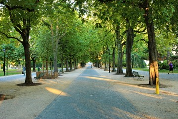 A Road Lined with Trees in the Summer