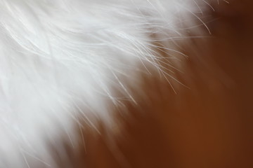 white animal hair with long hair close up