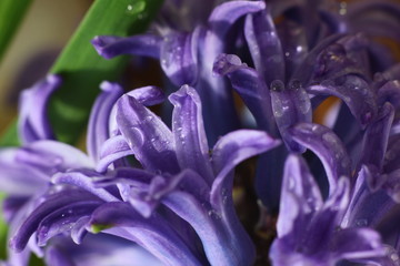 the opened buds of the hyacinth closeup with rain drops