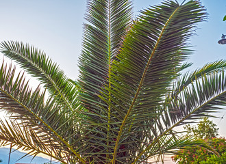 Palm tree leaves blue sky