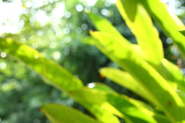 image blur bokeh light of green nature in the park