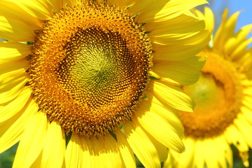 beautiful sunflower blossom blooming in the morning day