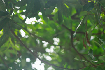 green bokeh light through tree in summer nature, abstract blur image background