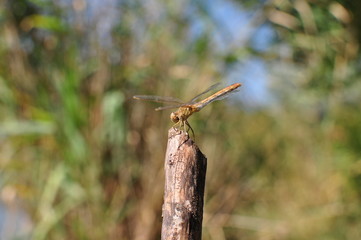 Dragonfly sits on a branch in the summer.
