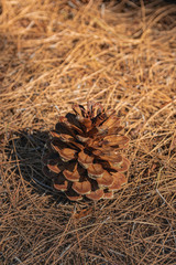 Mature opened female pine cone, on dry pine leaves surface
