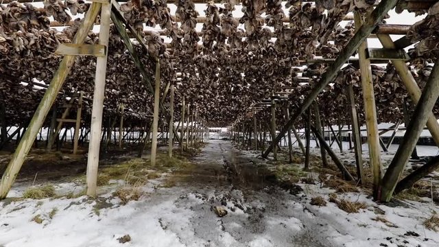 Traditional outdoor drying Norwegian cod. HD Footage.
