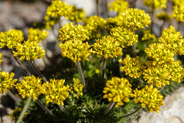 Draba is a large genus of flowering plants in the family Brassicaceae, commonly known as whitlow-grasses