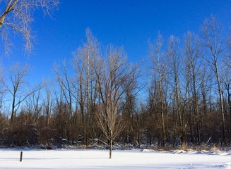 winter landscape with trees and blue sky