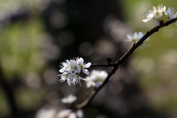Blume
