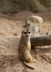 Erdmännchen