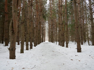 Early days of spring