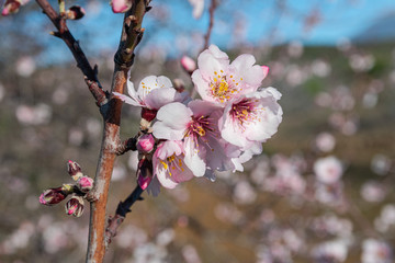 Almond flowers, (prunus dulcis), blooming  with sunlight and blue sky background