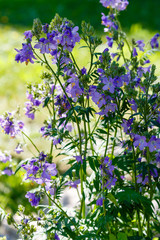 Polemonium caeruleum, known as Jacob's-ladder or Greek valerian, is a hardy perennial flowering plant. The plant was used as a medicinal herb.