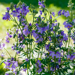 Polemonium caeruleum or jacob's-ladder or greek valerian blue flowers in garden