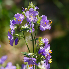 The bee collects nectar on the flowers of polemonium blue. Polemonium caeruleum, known as Jacob's-ladder or Greek valerian, is a medicinal plant