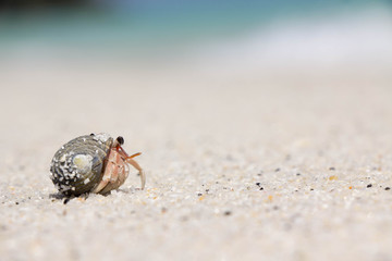 crab on the beach