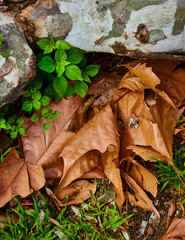 autumn leaves on grass