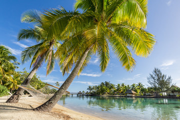 Fototapeta na wymiar Tropical beach with palm trees in summer
