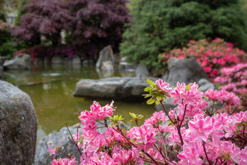 Lovely pink flowers on blurred beautiful garden background with copy space