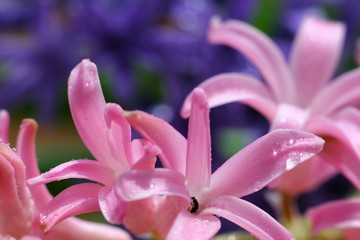 colored buds of hyacinth in the water droplets after the rain