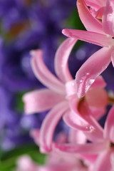 pink hyacinth flowers on a colored blurred background