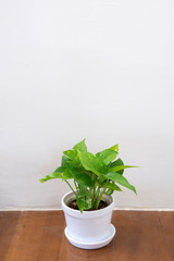  Spotted betel in pot on white background